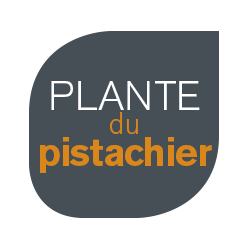 plante-du-pistachier
