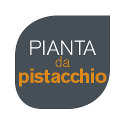pianta-da-pistachio-01