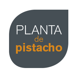 planta-de-pistacho-01