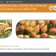 Presentación cultivo pistacho